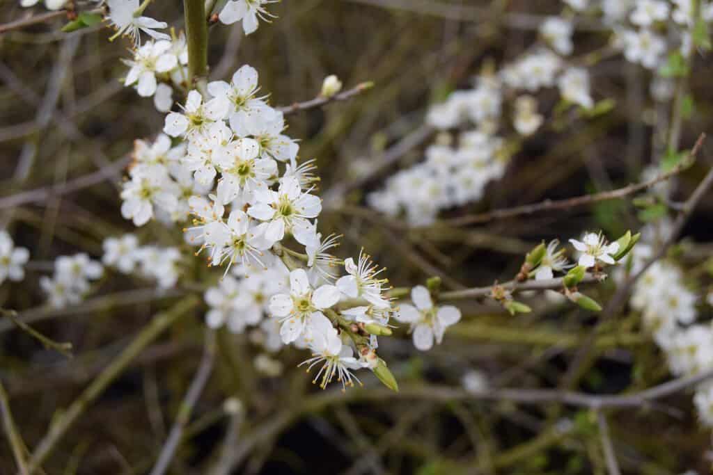 Prunus spinosa 40-60 cm